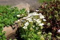 White spring flowers of saxifraga Ãâ arendsii blooming in rock garden, close up Royalty Free Stock Photo